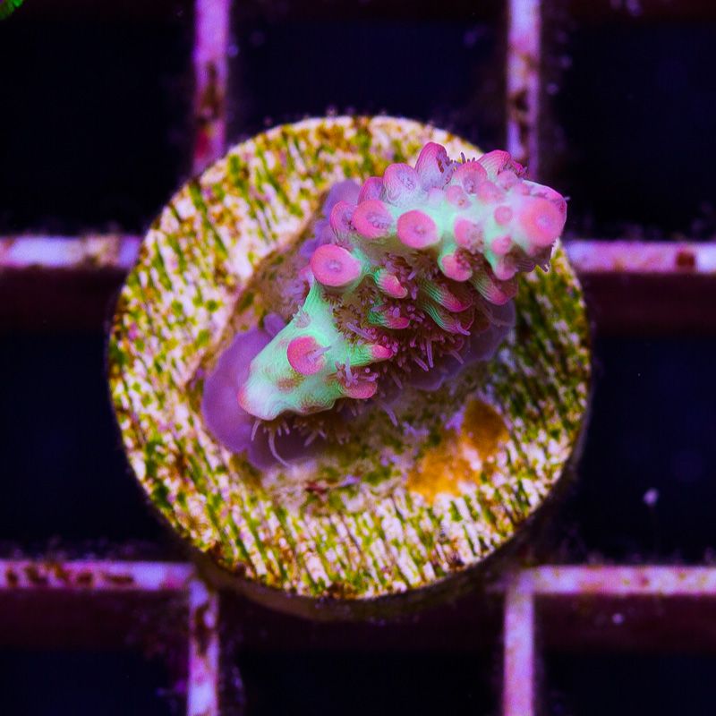 newcoral1370b - 85+ New WYSIWYG Acros at Cherry Corals!